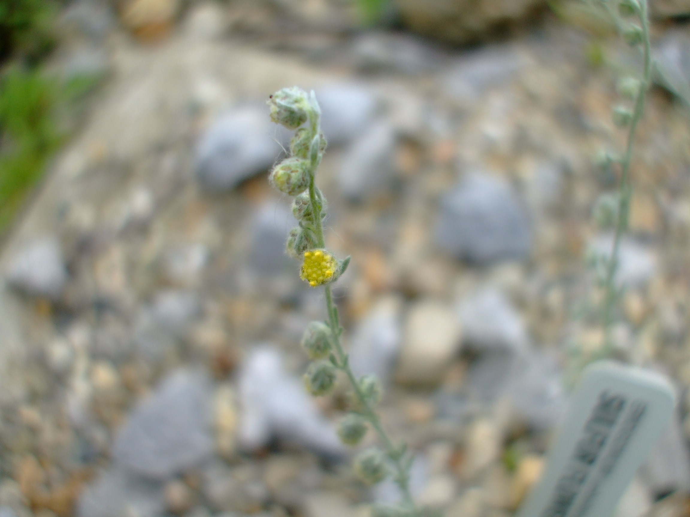 Artemisia frigida